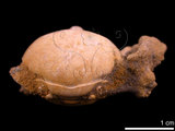 中文名:鴨額玉蟹(NMNS003805-F037206)學名:Leucosia anatum (Herbst, 1783)(NMNS003805-F037206)