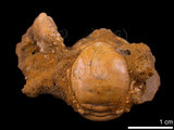 中文名:鴨額玉蟹(NMNS003805-F037206)學名:Leucosia anatum (Herbst, 1783)(NMNS003805-F037206)
