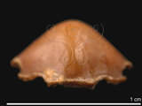 中文名:斜方玉蟹(NMNS003427-F036552a)學名:Seulocia rhomboidalis (De Haan, 1841) (NMNS003427-F036552a)