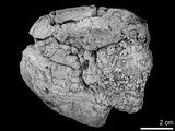 中文名:東方蟳(NMNS002163-F007692)學名:Charybdis orientalis Dana, 1852 (NMNS002163-F007692)