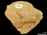 中文名:東方蟳(NMNS002163-F007692)學名:Charybdis orientalis Dana, 1852 (NMNS002163-F007692)