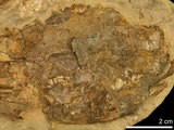 中文名:東方蟳(NMNS002163-F007694)學名:Charybdis orientalis Dana, 1852 (NMNS002163-F007694)