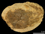 中文名:東方蟳(NMNS002163-F007694)學名:Charybdis orientalis Dana, 1852 (NMNS002163-F007694)