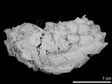 中文名:黑點綠蟹(NMNS002163-F007891b)學名:Chlorodiella nigra (Forskal, 1775) (NMNS002163-F007891b)