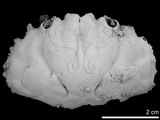 中文名:齒滑面蟹(NMNS002163-F007788)學名:Etisus dentatus (Herbst, 1785) (NMNS002163-F007788)