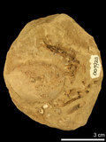 中文名:紅斑斗蟹(NMNS002163-F007923)學名:Liagore rubromaculata (De Haan, 1835)(NMNS002163-F007923)