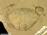中文名:紅斑斗蟹(NMNS002163-F007923a)學名:Liagore rubromaculata (De Haan, 1835)(NMNS002163-F007923a)