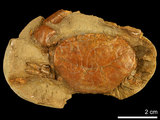 中文名:紅斑斗蟹(NMNS000016-F030240)學名:Liagore rubromaculata (De Haan, 1835) (NMNS000016-F030240)