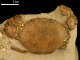 中文名:紅斑斗蟹(NMNS000016-F030313)學名:Liagore rubromaculata (De Haan, 1835) (NMNS000016-F030313)