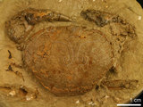 中文名:紅斑斗蟹(NMNS000016-F030319)學名:Liagore rubromaculata (De Haan, 1835) (NMNS000016-F030319)