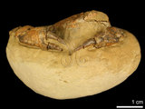 中文名:紅斑斗蟹(NMNS000016-F030322)學名:Liagore rubromaculata (De Haan, 1835) (NMNS000016-F030322)