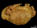 中文名:紅斑斗蟹(NMNS000016-F030323)學名:Liagore rubromaculata (De Haan, 1835) (NMNS000016-F030323)