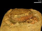 中文名:紅斑斗蟹(NMNS000016-F030325)學名:Liagore rubromaculata (De Haan, 1835) (NMNS000016-F030325)