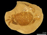 中文名:紅斑斗蟹(NMNS000016-F030312)學名:Liagore rubromaculata (De Haan, 1835) (NMNS000016-F030312)