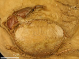 中文名:紅斑斗蟹(NMNS000016-F030328)學名:Liagore rubromaculata (De Haan, 1835) (NMNS000016-F030328)