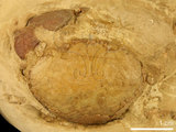 中文名:紅斑斗蟹(NMNS000016-F030328)學名:Liagore rubromaculata (De Haan, 1835) (NMNS000016-F030328)
