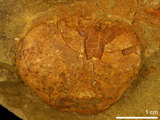 中文名:紅斑斗蟹(NMNS000016-F030329)學名:Liagore rubromaculata (De Haan, 1835) (NMNS000016-F030329)