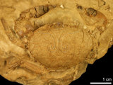 中文名:紅斑斗蟹(NMNS000016-F030343)學名:Liagore rubromaculata (De Haan, 1835) (NMNS000016-F030343)