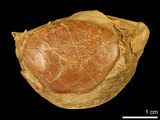 中文名:紅斑斗蟹(NMNS000016-F030348)學名:Liagore rubromaculata (De Haan, 1835) (NMNS000016-F030348)