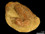 中文名:紅斑斗蟹(NMNS000016-F030353)學名:Liagore rubromaculata (De Haan, 1835) (NMNS000016-F030353)