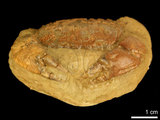 中文名:紅斑斗蟹(NMNS000016-F030353)學名:Liagore rubromaculata (De Haan, 1835) (NMNS000016-F030353)