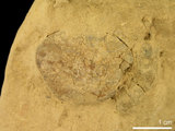 中文名:紅斑斗蟹(NMNS000016-F030369)學名:Liagore rubromaculata (De Haan, 1835) (NMNS000016-F030369)
