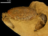 中文名:紅斑斗蟹(NMNS000016-F030380)學名:Liagore rubromaculata (De Haan, 1835) (NMNS000016-F030380)
