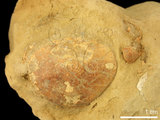 中文名:紅斑斗蟹(NMNS000016-F030397)學名:Liagore rubromaculata (De Haan, 1835) (NMNS000016-F030397)