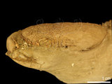 中文名:紅斑斗蟹(NMNS000016-F030398)學名:Liagore rubromaculata (De Haan, 1835) (NMNS000016-F030398)