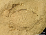 中文名:紅斑斗蟹(NMNS000016-F030417)學名:Liagore rubromaculata (De Haan, 1835) (NMNS000016-F030417)