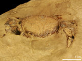 中文名:紅斑斗蟹(NMNS000016-F030423)學名:Liagore rubromaculata (De Haan, 1835) (NMNS000016-F030423)
