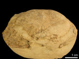 中文名:紅斑斗蟹(NMNS000016-F030430)學名:Liagore rubromaculata (De Haan, 1835) (NMNS000016-F030430)