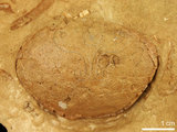 中文名:紅斑斗蟹(NMNS000016-F030448)學名:Liagore rubromaculata (De Haan, 1835) (NMNS000016-F030448)