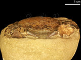 中文名:紅斑斗蟹(NMNS000016-F030451)學名:Liagore rubromaculata (De Haan, 1835) (NMNS000016-F030451)