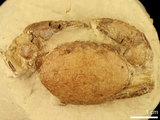 中文名:紅斑斗蟹(NMNS000016-F030462)學名:Liagore rubromaculata (De Haan, 1835) (NMNS000016-F030462)