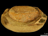 中文名:紅斑斗蟹(NMNS006022-F045078)學名:Liagore rubromaculata (De Haan, 1835) (NMNS006022-F045078)