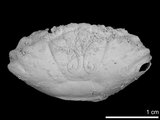 中文名:橢圓花瓣蟹(NMNS002163-F007780b)學名:Liomera transversa (Hu,1983)(NMNS002163-F007780b)