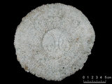 中文名:和諧蕈珊瑚(NMNS005059-F041219)學名:Fungia concinna Verrill, 1864 (NMNS005059-F041219)