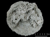 中文名:和諧蕈珊瑚(NMNS005059-F041220)學名:Fungia concinna Verrill, 1864 (NMNS005059-F041220)