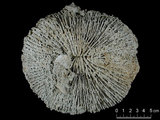 中文名:和諧蕈珊瑚(NMNS005059-F041220)學名:Fungia concinna Verrill, 1864 (NMNS005059-F041220)