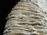 中文名:碓形蕈珊瑚(NMNS005059-F041222)學名:Fungia scruposa Klunzinger, 1879 (NMNS005059-F041222)