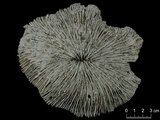 中文名:碓形蕈珊瑚(NMNS005059-F041222)學名:Fungia scruposa Klunzinger, 1879 (NMNS005059-F041222)