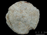 中文名:真蕈珊瑚(NMNS005059-F041223)學名:Fungia fungites (Linnaeus, 1758) (NMNS005059-F041223)