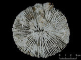 中文名:盤形蕈珊瑚(NMNS005059-F041224)學名:Fungia repanda Dana, 1846 (NMNS005059-F041224)