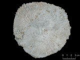中文名:盤形蕈珊瑚(NMNS005059-F041225)學名:Fungia repanda Dana, 1846 (NMNS005059-F041225)