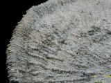 中文名:盤形蕈珊瑚(NMNS005059-F041227)學名:Fungia repanda Dana, 1846 (NMNS005059-F041227)