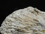 中文名:盤形蕈珊瑚(NMNS005059-F041229)學名:Fungia repanda Dana, 1846 (NMNS005059-F041229)