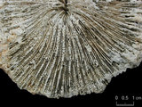 中文名:真蕈珊瑚(NMNS005059-F041230)學名:Fungia fungites (Linnaeus, 1758) (NMNS005059-F041230)