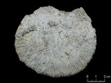 中文名:直肋蕈珊瑚(NMNS005059-F041233)學名:Fungia costulata Ortmann, 1889 (NMNS005059-F041233)