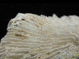 中文名:直肋蕈珊瑚(NMNS005059-F041233)學名:Fungia costulata Ortmann, 1889 (NMNS005059-F041233)